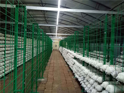 食用菌工厂化网格_食用菌工厂化网格价格_食用菌工厂化网格厂家