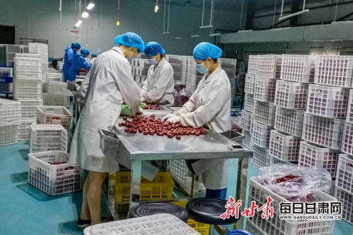 敦煌红枣首次进入欧洲市场